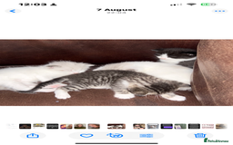 Mixed Breed cats for sale: 4 beautiful boys looking for their forever homes - Image 2