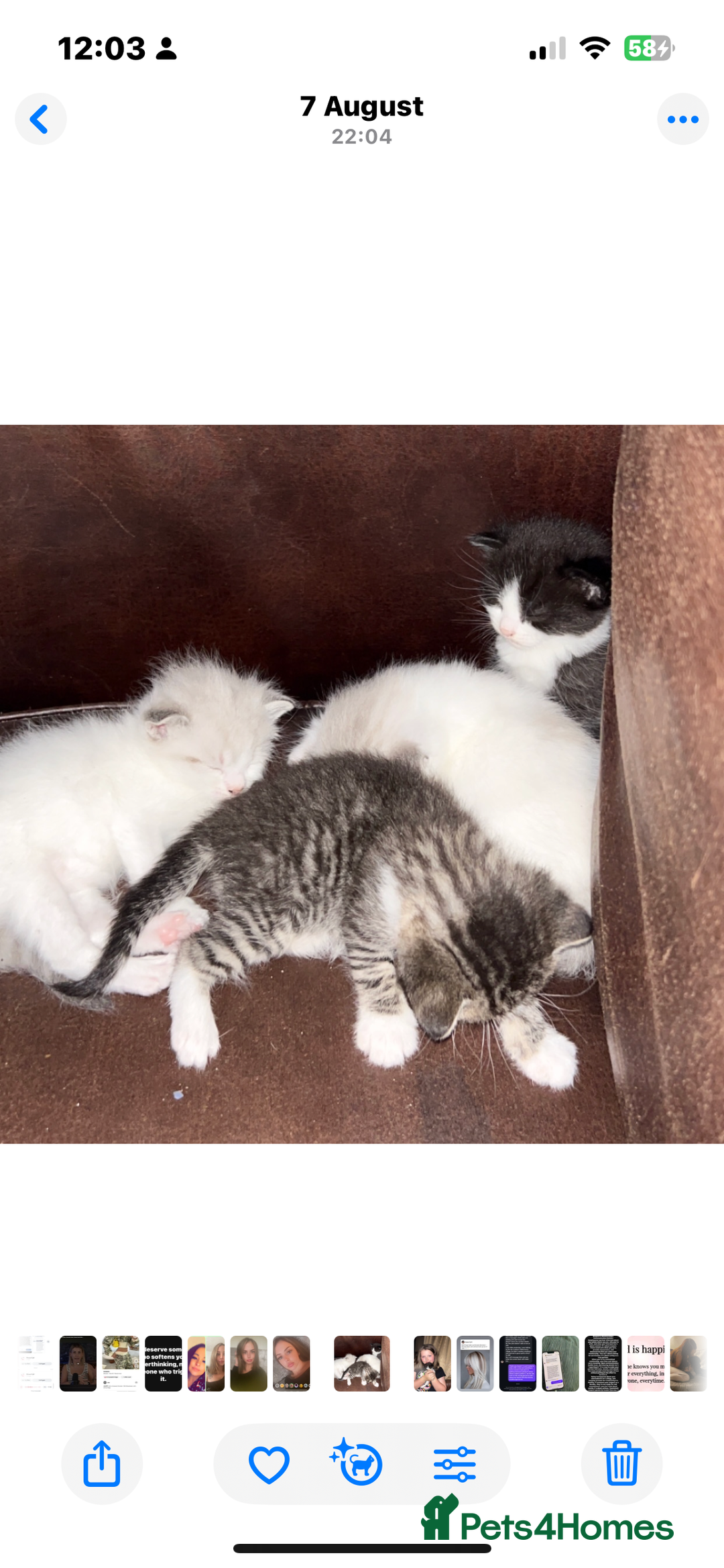 Mixed Breed cats for sale: 4 beautiful boys looking for their forever homes - Image 2