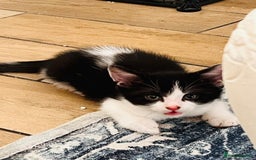Mixed Breed cats for sale: Two beautiful kitten ready to go now - Image 8