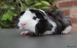 Guinea Pig rodents for sale: Baby girl and boy guinea pigs  - Image 1