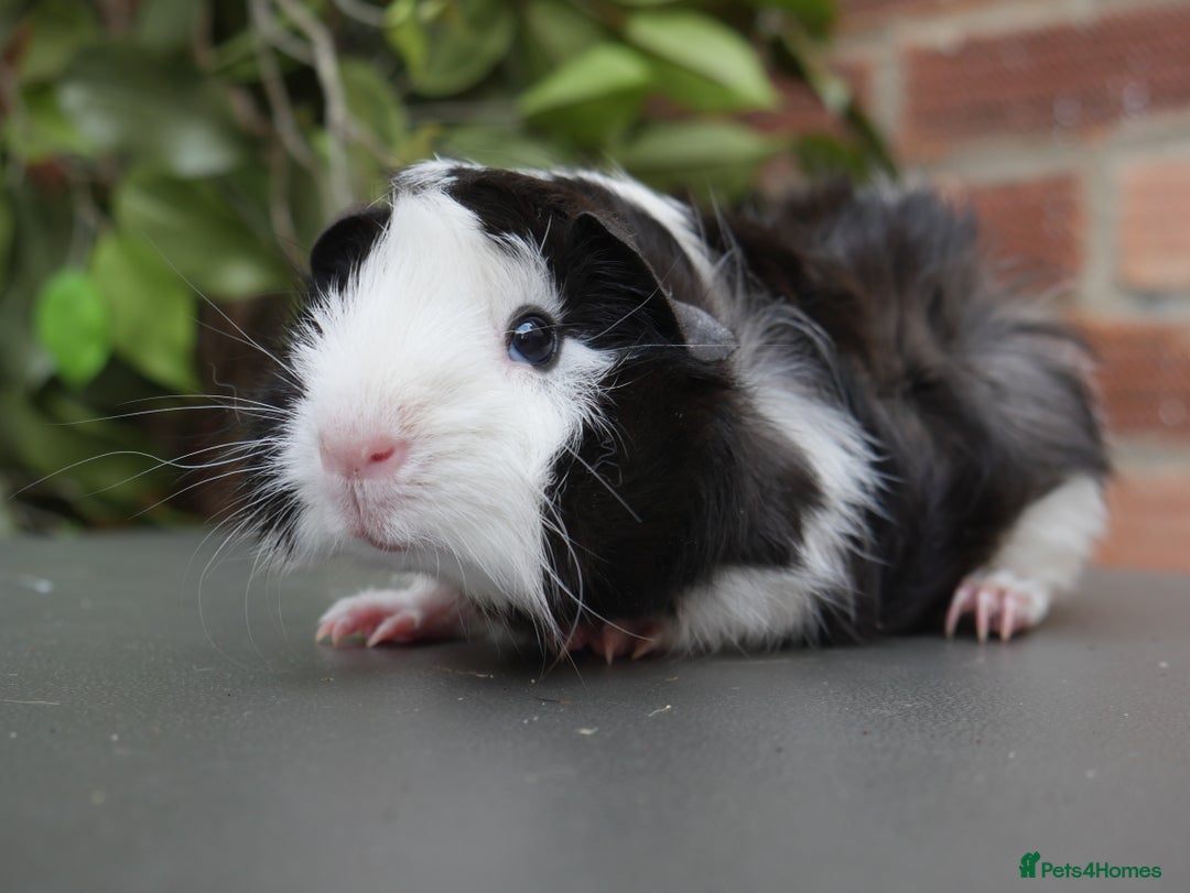 Guinea Pig rodents for sale: Baby girl and boy guinea pigs  - Image 1
