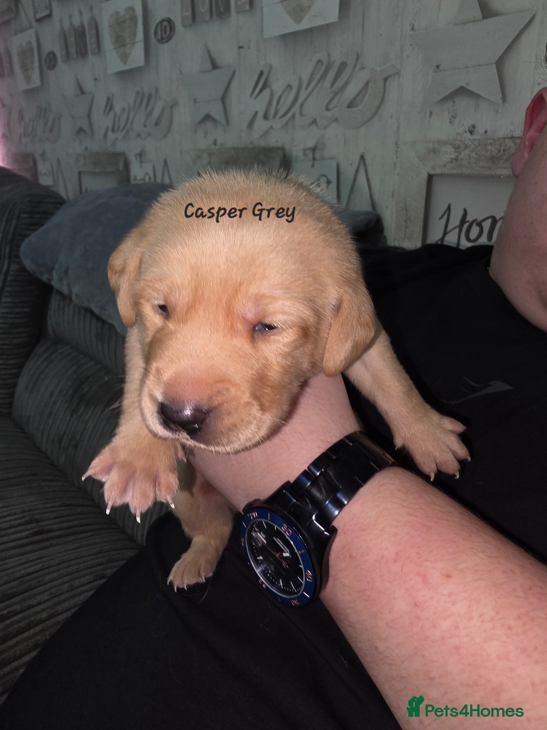 Labrador Retriever dogs for sale: Gorgeous Labrador puppies - Advert 31