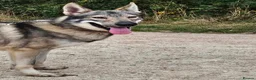 Mixed Breed dogs for sale: Tamaskan Puppies - Advert 2