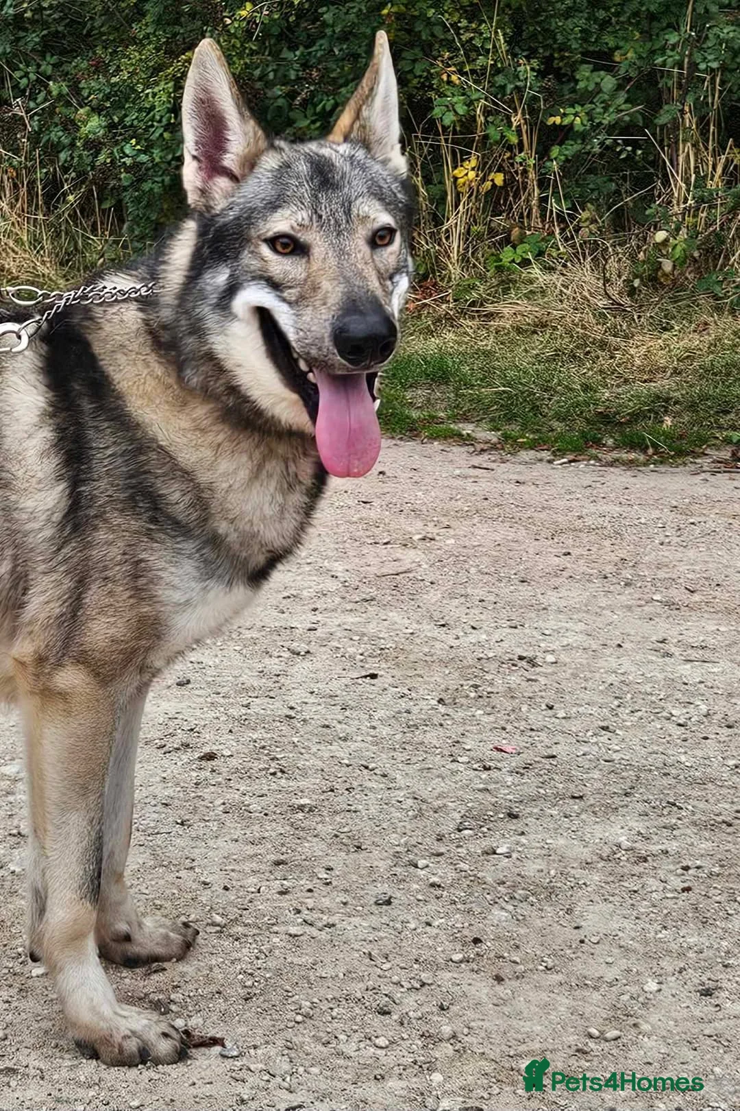 Mixed Breed dogs for sale: Tamaskan Puppies - Advert 2