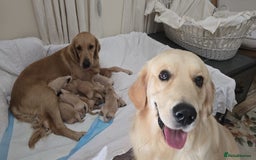 Golden Retriever dogs for sale: Golden Retriever Puppies – Family Raised - Image 18