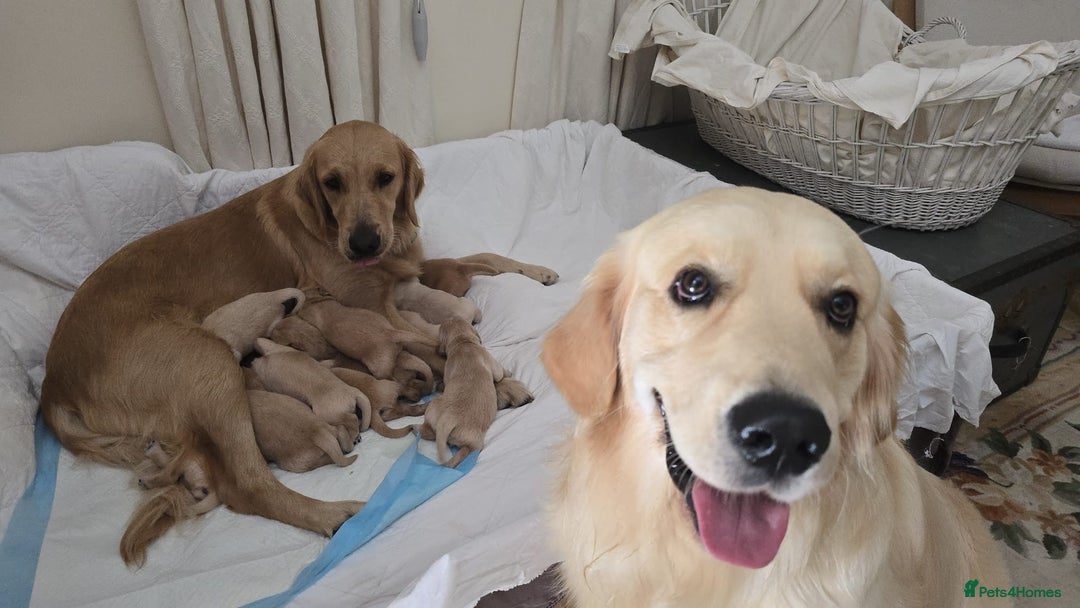 Golden Retriever dogs for sale: Golden Retriever Puppies – Family Raised - Image 18