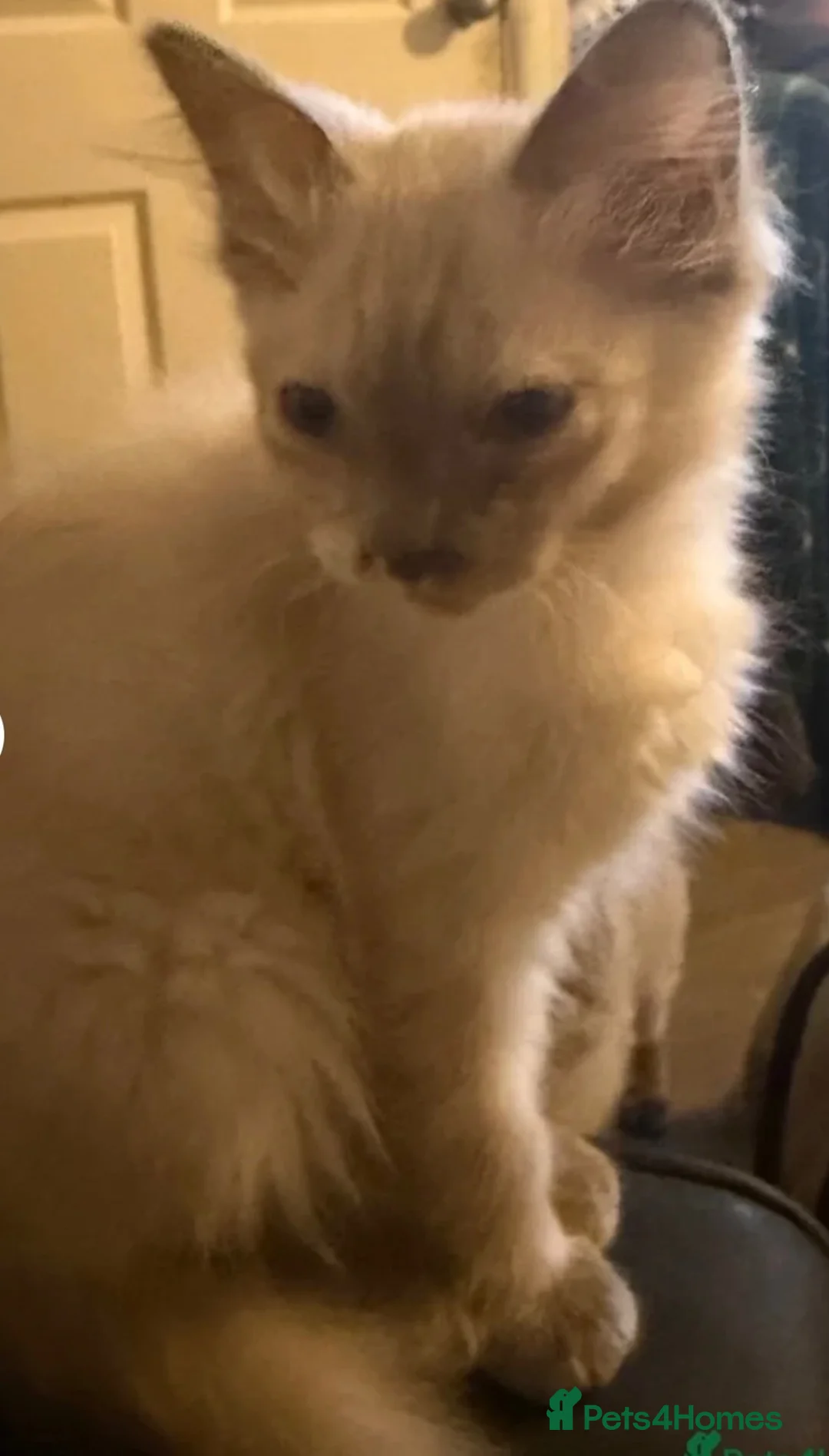Ragdoll cats for sale: Ragdoll kitten female  - Advert 5