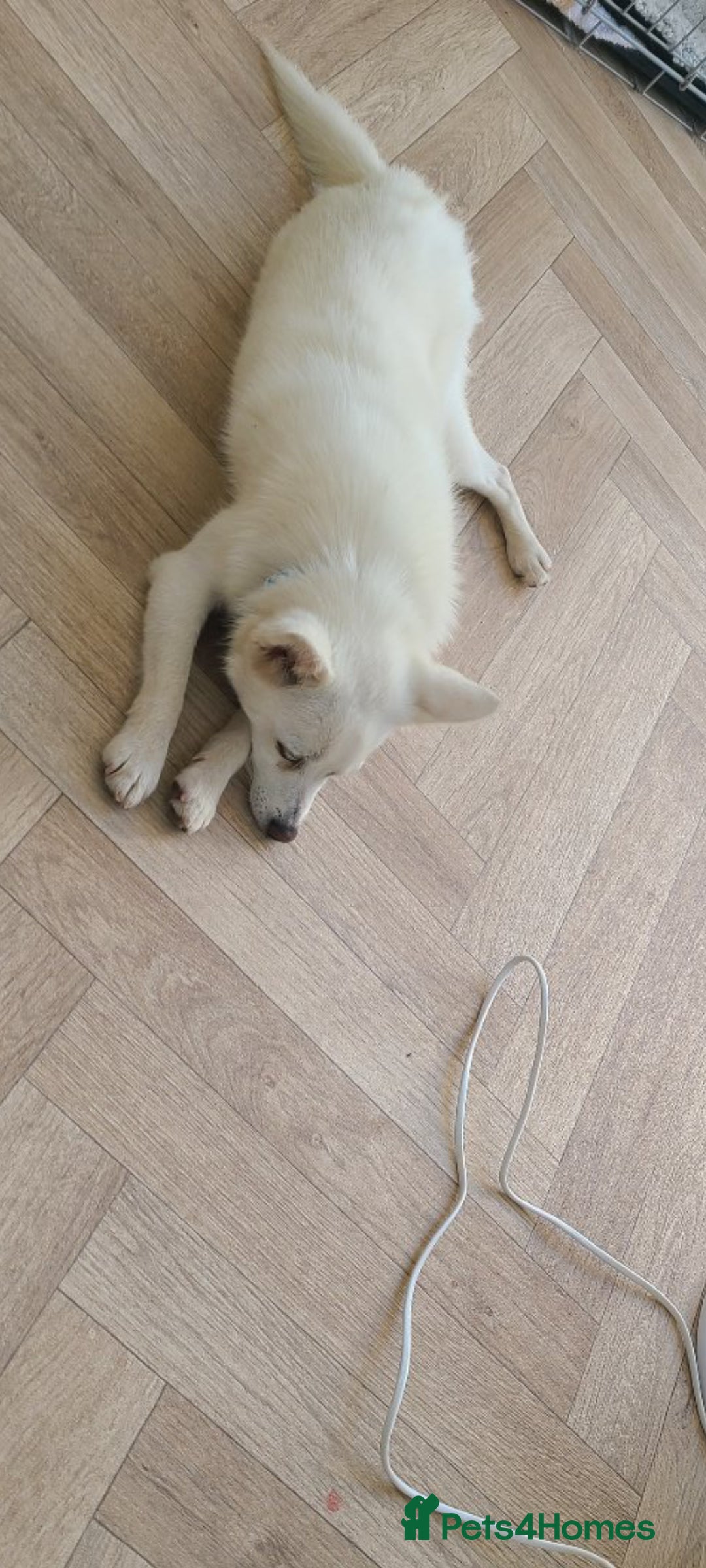 Pomchi dogs for sale: Pomchi girl looking for forever home - Advert 2