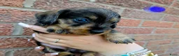 Dachshund dogs for sale: Miniature wire dachshund puppies - Advert 30