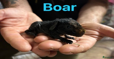 Guinea Pig rodents in Doncaster - Advert 10