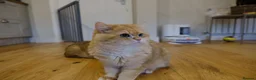 British Shorthair cats for sale: Rehome a 2 years old BSH golden male - Advert 3