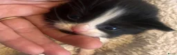 Mixed Breed cats for sale: Beautiful fluffy kittens  - Advert 14
