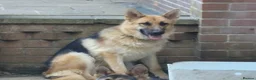 German Shepherd dogs for sale: Hunter  in Leeds - Advert 4
