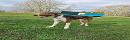 Mixed Breed dogs for sale: Loki – 18-Month-Old Saluki Cross Male Family Dog - Advert 4