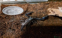 Tarantulas invertebrates for sale: Rehoming Collection of 17 Tarantulas, 1 Scorpion - Image 17