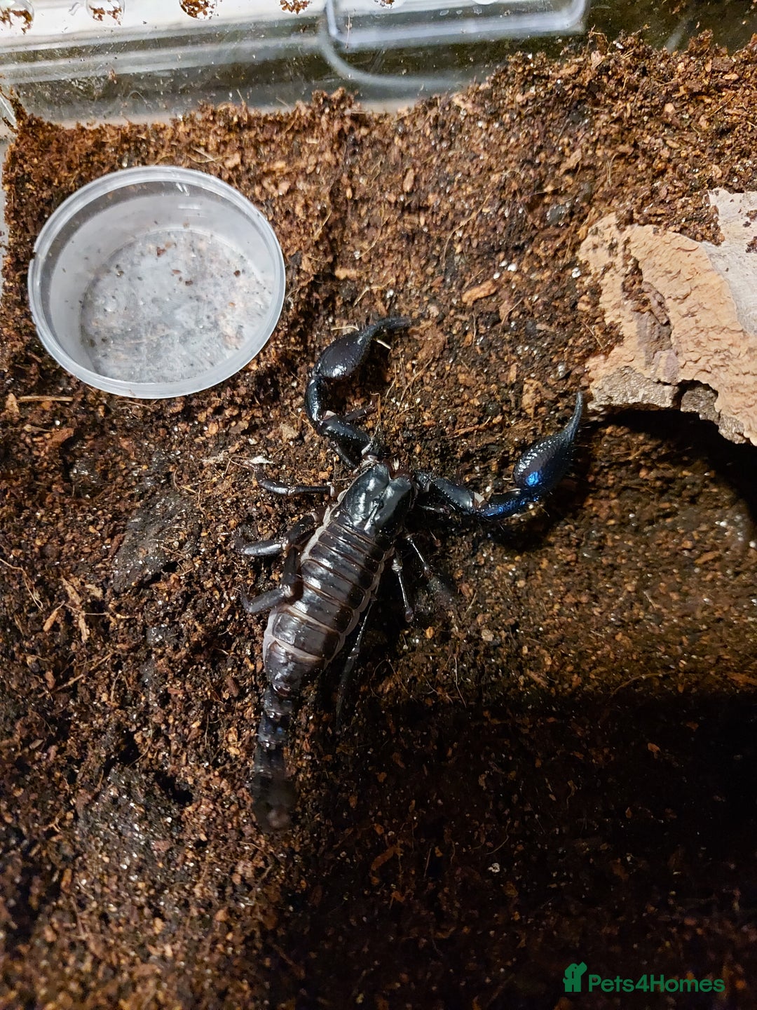 Tarantulas invertebrates for sale: Rehoming Collection of 17 Tarantulas, 1 Scorpion - Image 17