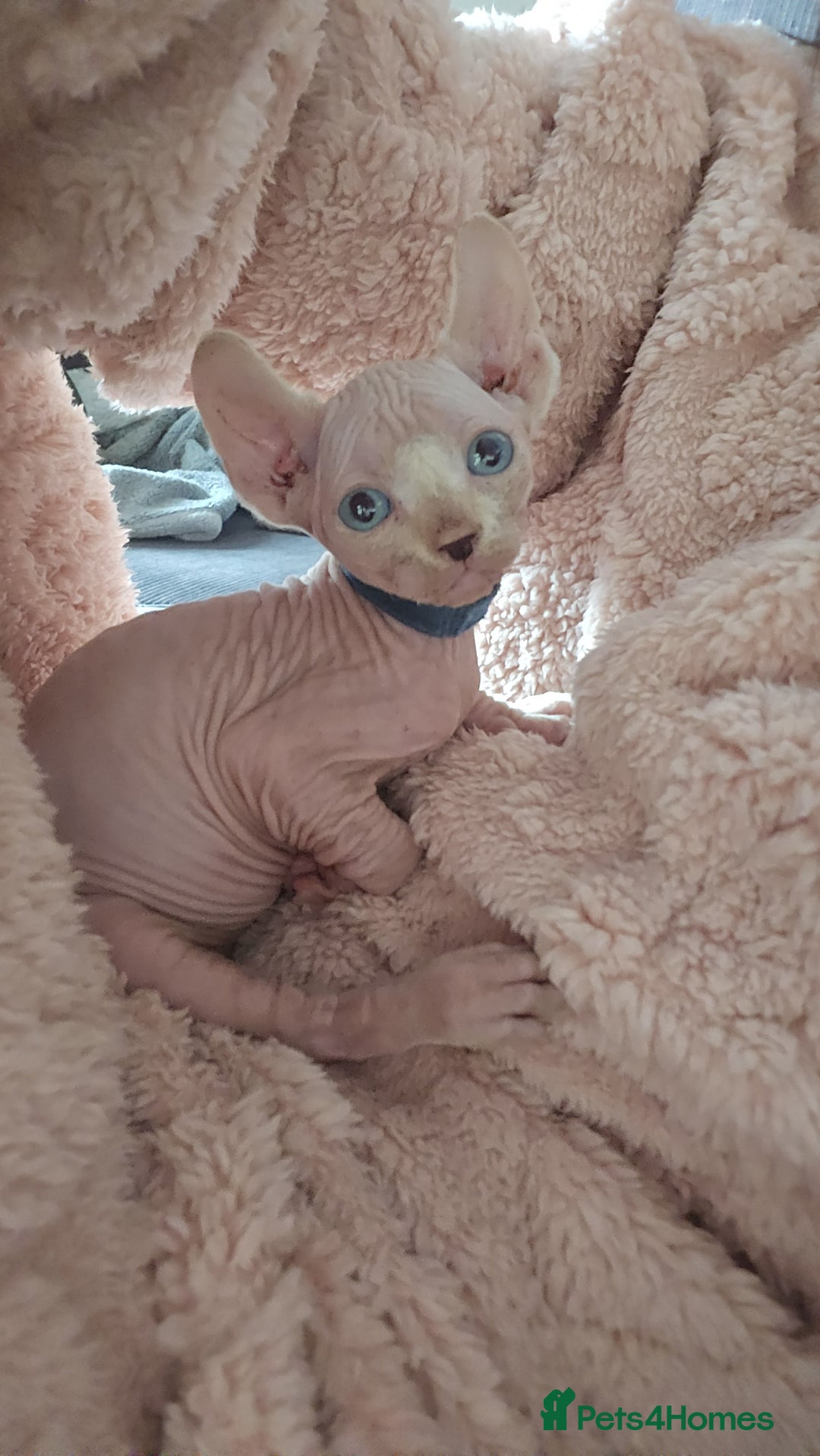 Sphynx cats for sale: 2 males - Advert 3