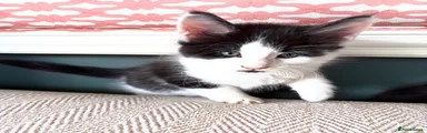 Kitten 2