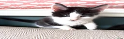 Maine Coon cats for sale: Maine Coon X cross kittens in Cranbrook - Advert 3