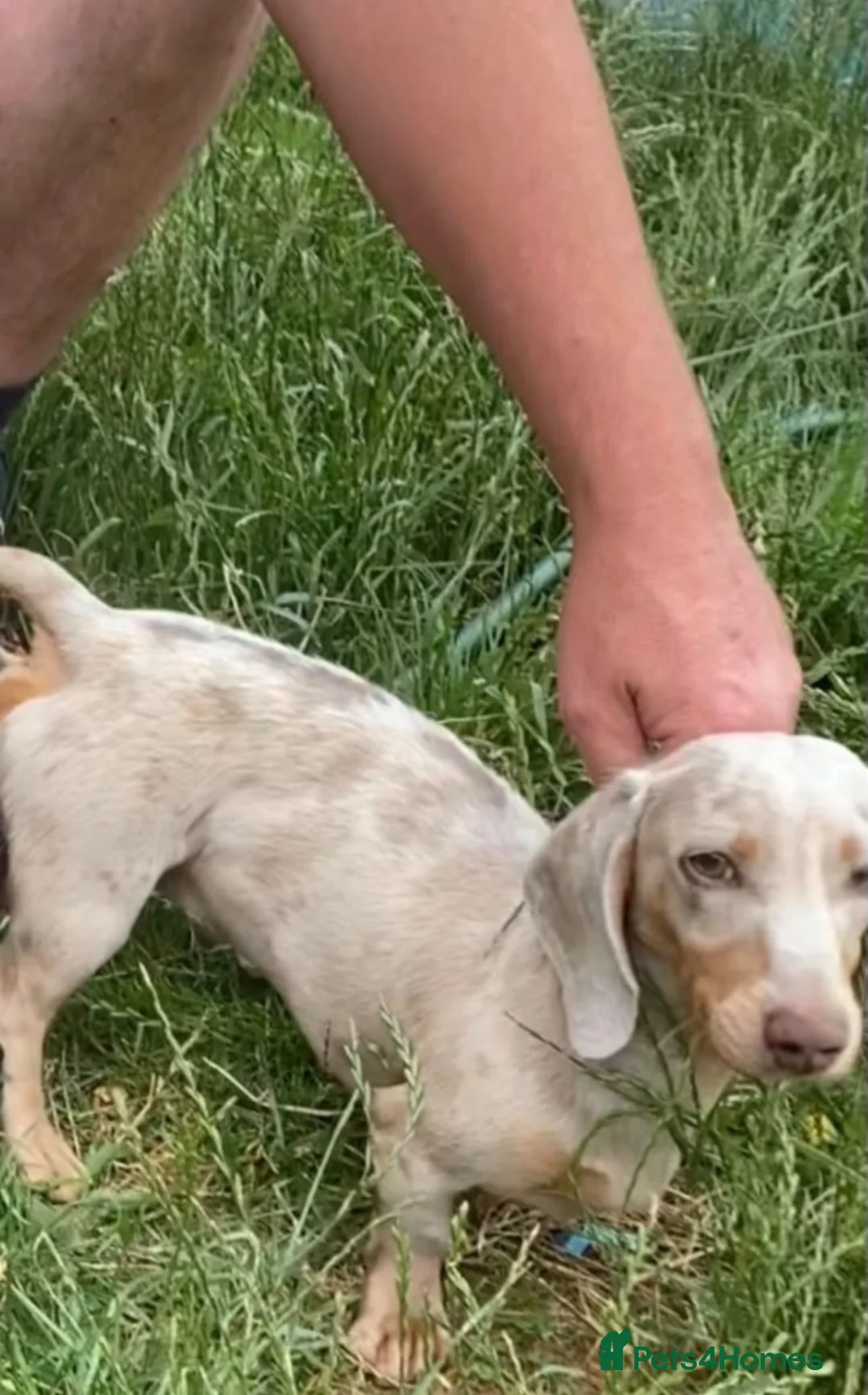 Miniature Dachshund dogs for sale: Miniature dachshund puppies - Advert 13