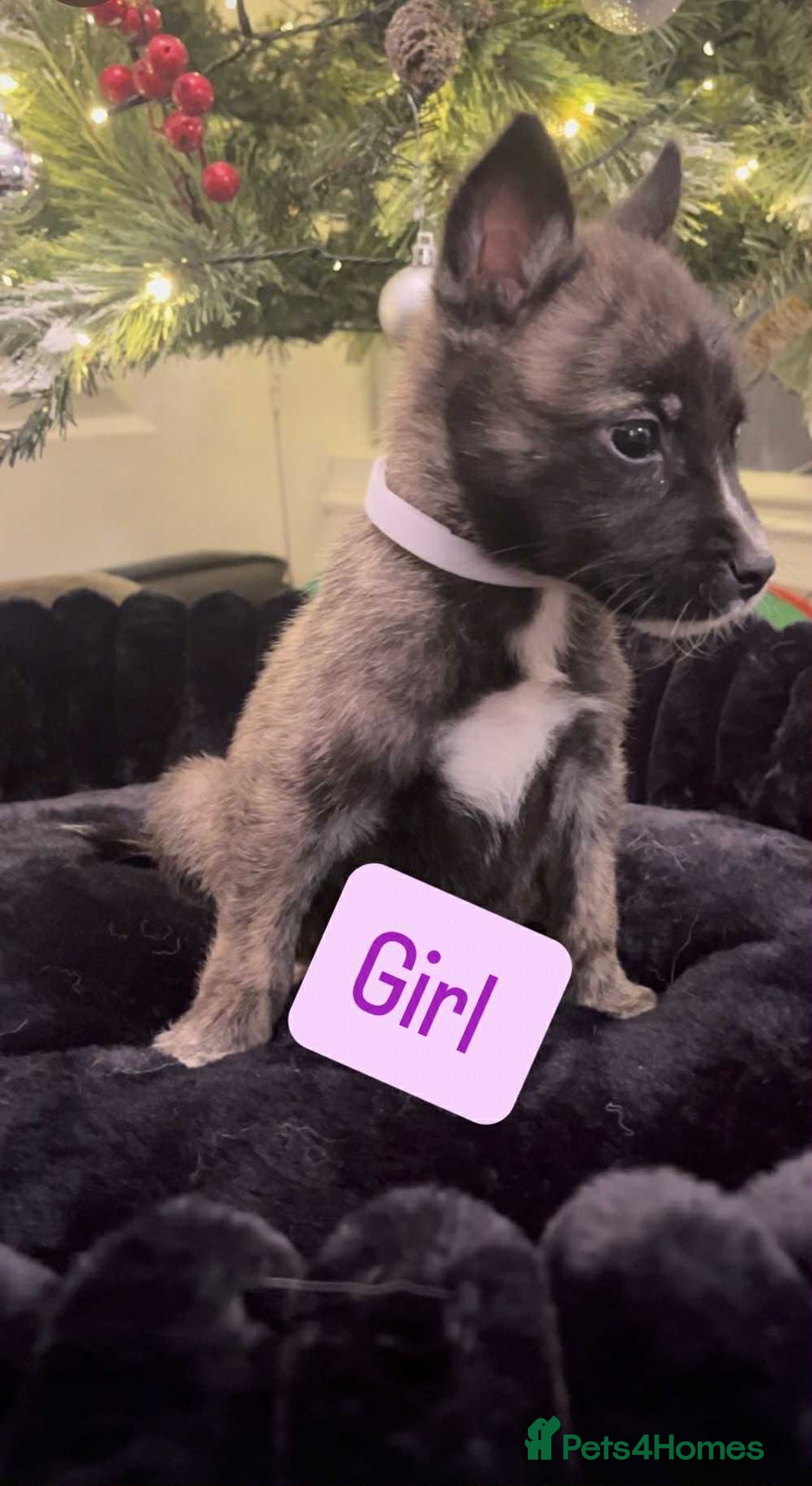 Huskita dogs for sale: Stunning little huski pups  - Advert 5