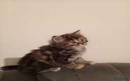 Mixed Breed cats for sale: Cute Kittens Looking For A Loving Home - Image 1
