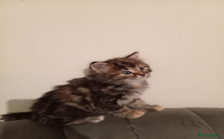 Mixed Breed cats - Advert 1