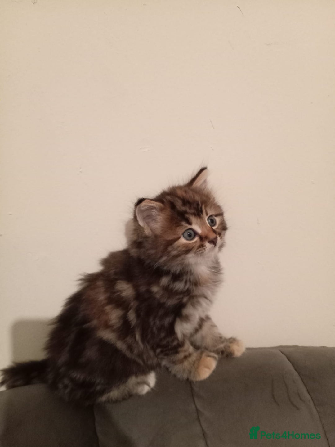 Mixed Breed cats for sale: Cute Kittens Looking For A Loving Home - Image 1