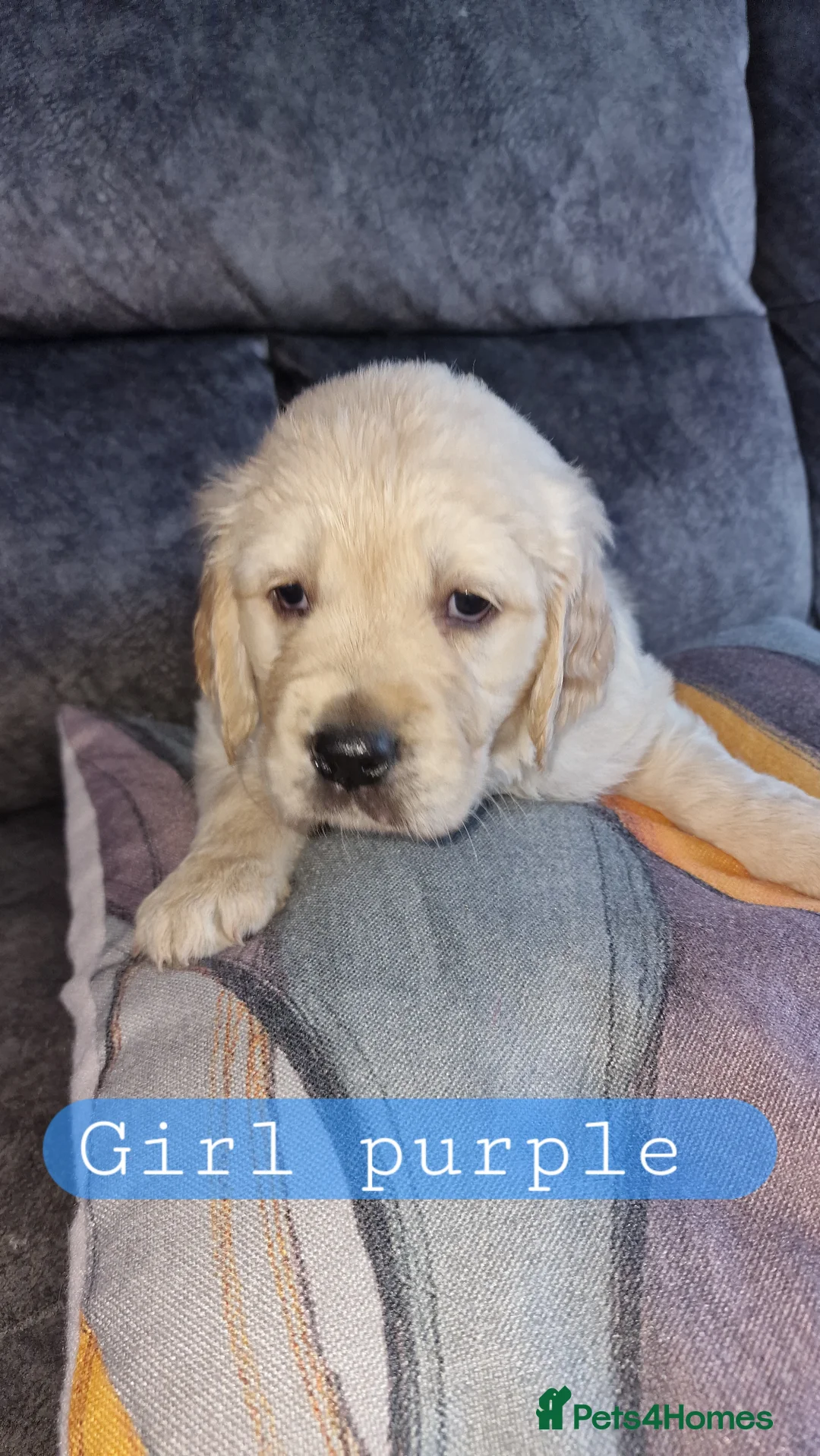 Golden Retriever dogs for sale: KC ADDORABLE CUTE GOLDEN RETRIEVER PUPPIES - Advert 18