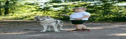 Saarloos Wolfdog dogs for stud: Czechoslovakian wolfdog for stud - Advert 4