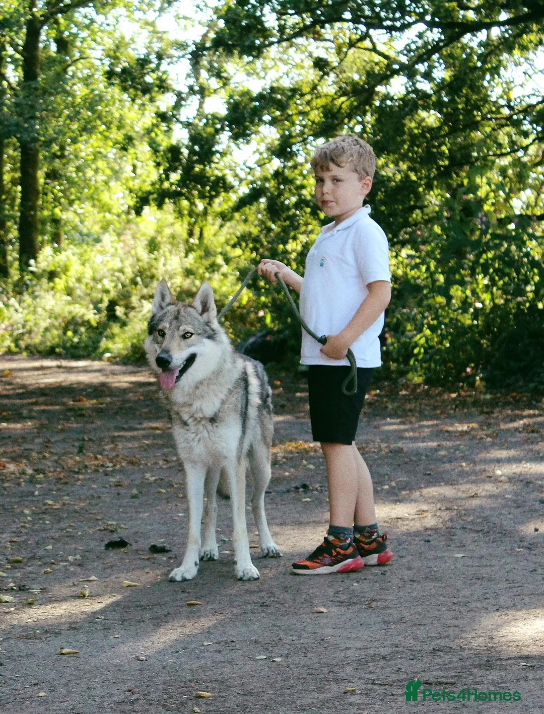 Saarloos Wolfdog dogs for stud: Czechoslovakian wolfdog for stud - Advert 4