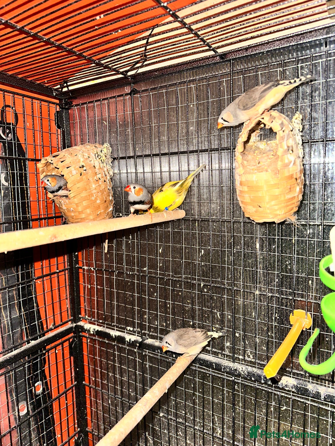 Finches birds for sale: Cage with 12/15 zebra finches and 3 canaries  - Advert 3