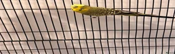 Budgerigars birds for sale: Beautiful budgies in Tonbridge - Advert 2