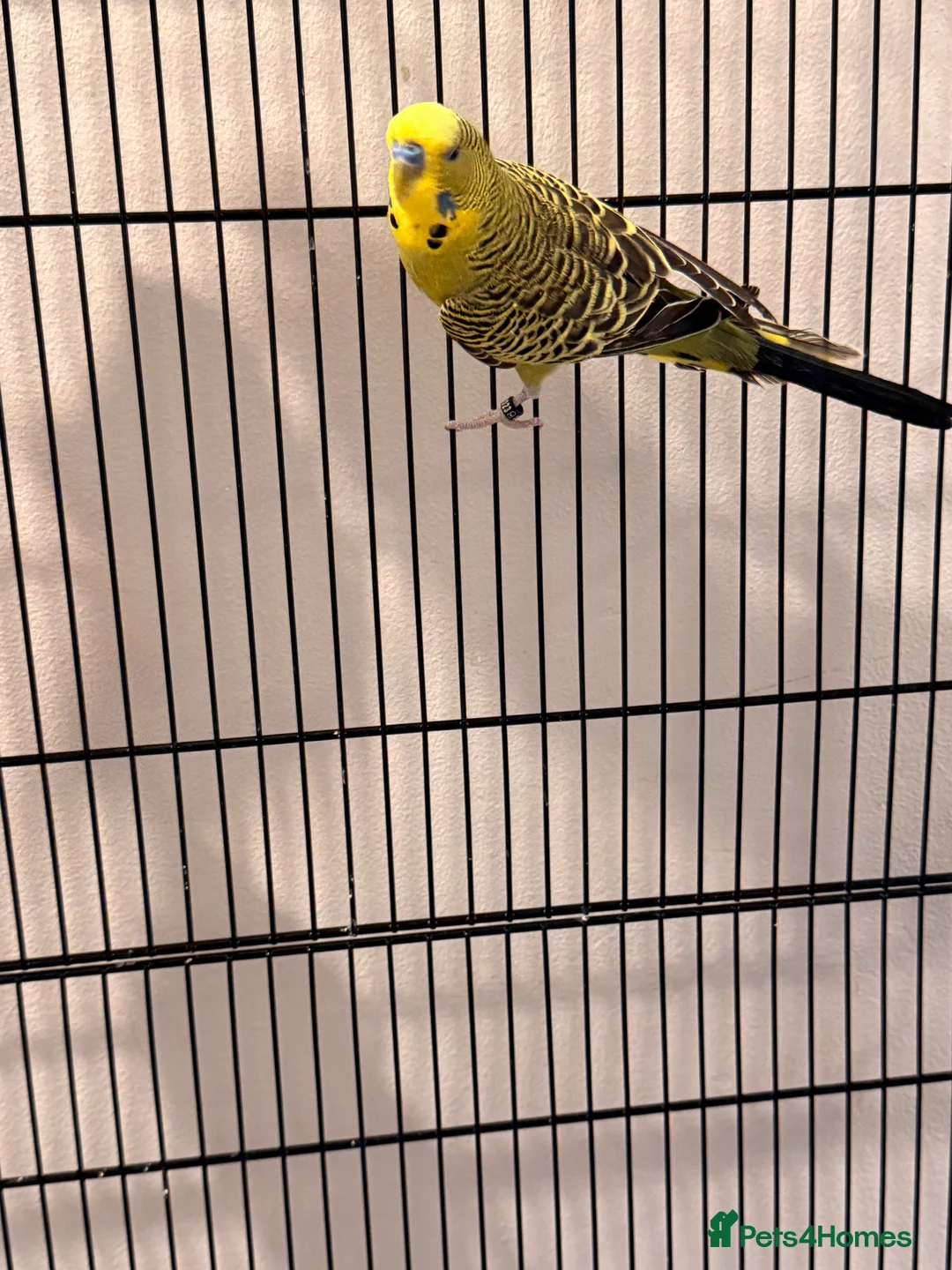 Budgerigars birds for sale: Beautiful budgies in Tonbridge - Advert 2
