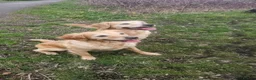 Golden Retriever dogs for sale: Selective litter from health tested parents - Advert 20