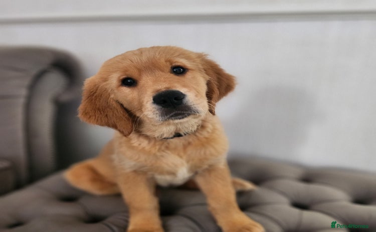 Golden Retriever dogs - Advert 2
