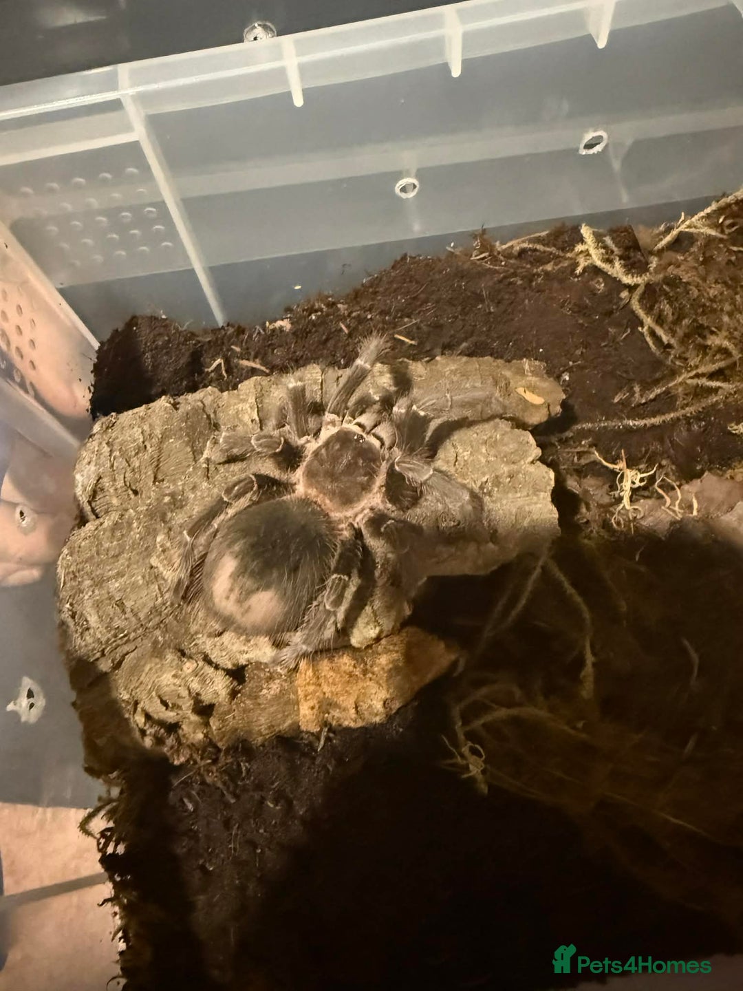 Spiders invertebrates for sale: 🕷️ RARE SPIDERS 🕷️ FOR SALE 🕷️ - Advert 3