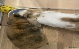 Mini Lop rabbits for sale: bonded pair of mini lops - Image 2