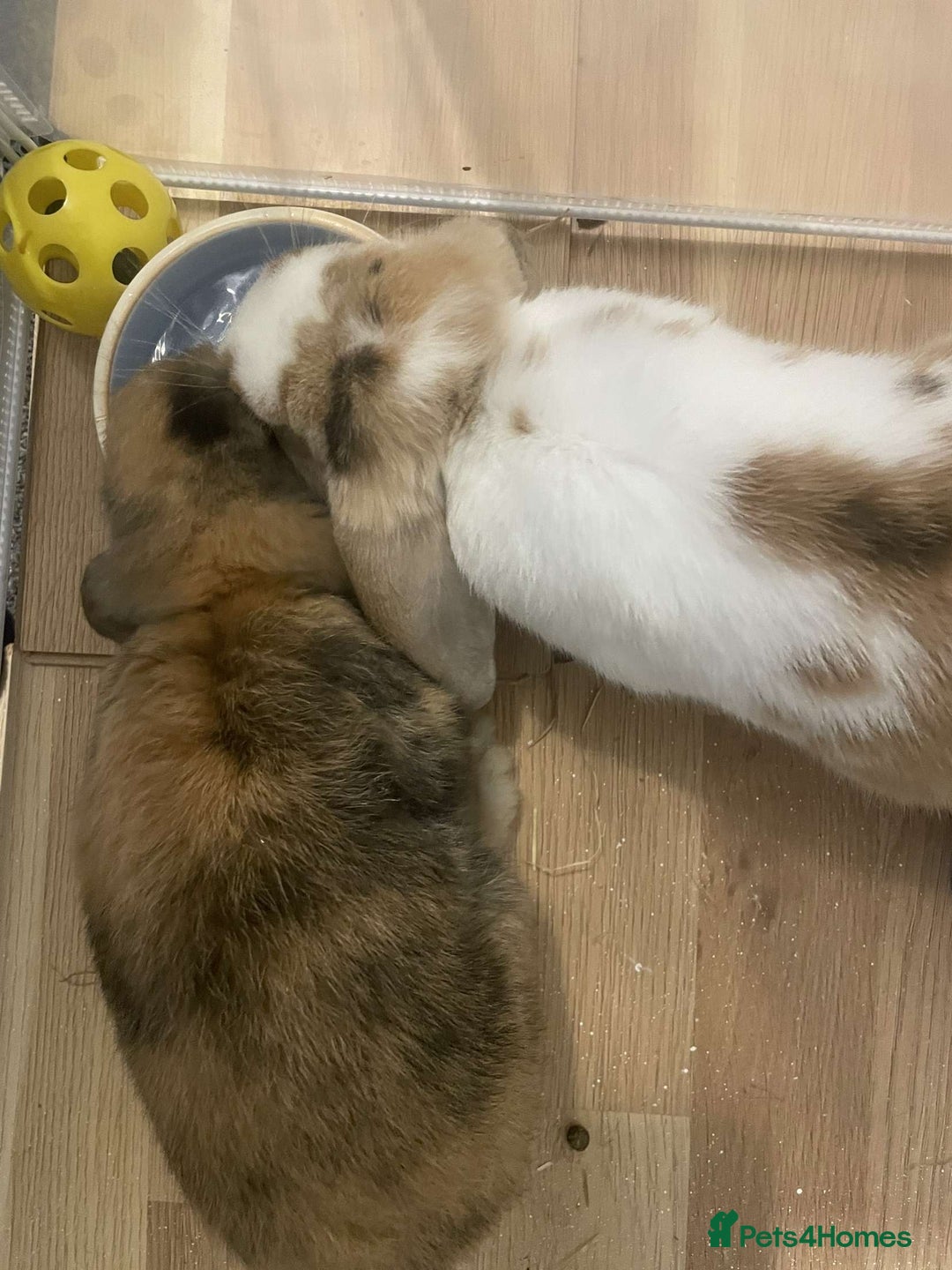 Mini Lop rabbits for sale: bonded pair of mini lops - Image 2
