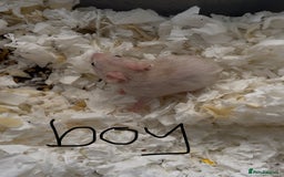 Hamster rodents for sale: baby hamsters  in Bungay - Image 4