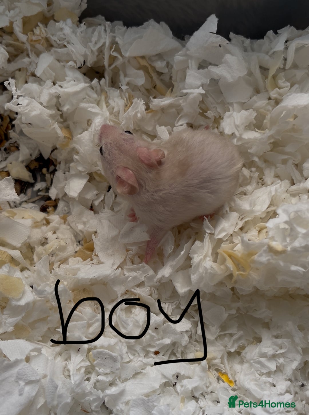 Hamster rodents for sale: baby hamsters  in Bungay - Image 4