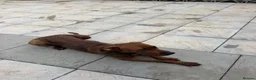 Mixed Breed dogs for sale: Luna. The beautiful German Shepherd Mix in Croydon - Advert 5