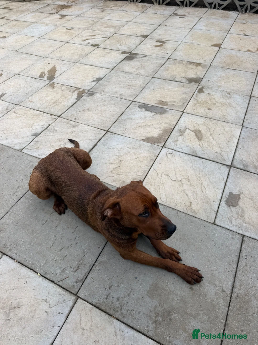 Mixed Breed dogs for sale: Luna. The beautiful German Shepherd Mix in Croydon - Advert 5