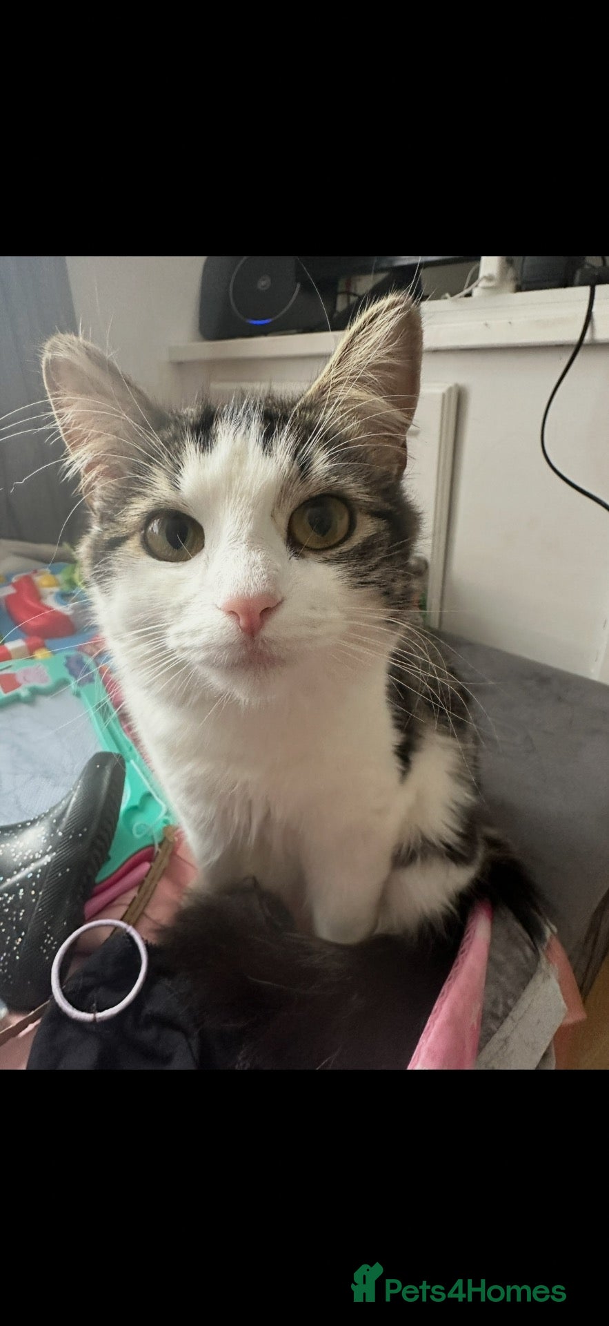 British Longhair cats Having to give my 2 year old cat away ☹️  - Advert 16