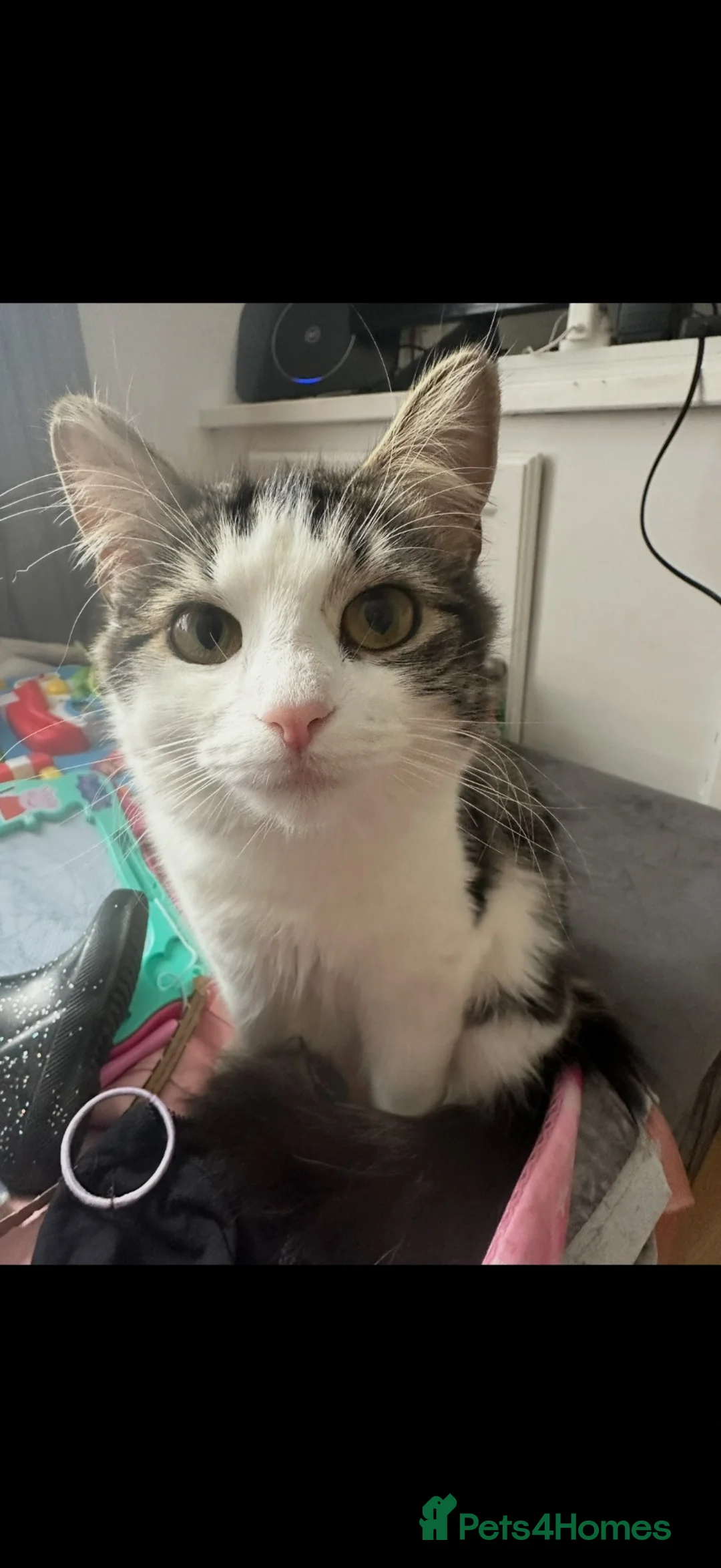 British Longhair cats for sale: Having to give my 2 year old cat away ☹️  - Advert 1