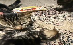 Mixed Breed cats for sale: Kittens - Image 6