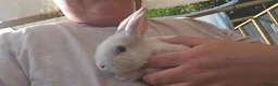 Mixed Breed rabbits for sale: Mini lops  and mini lopx dutch  - Advert 17