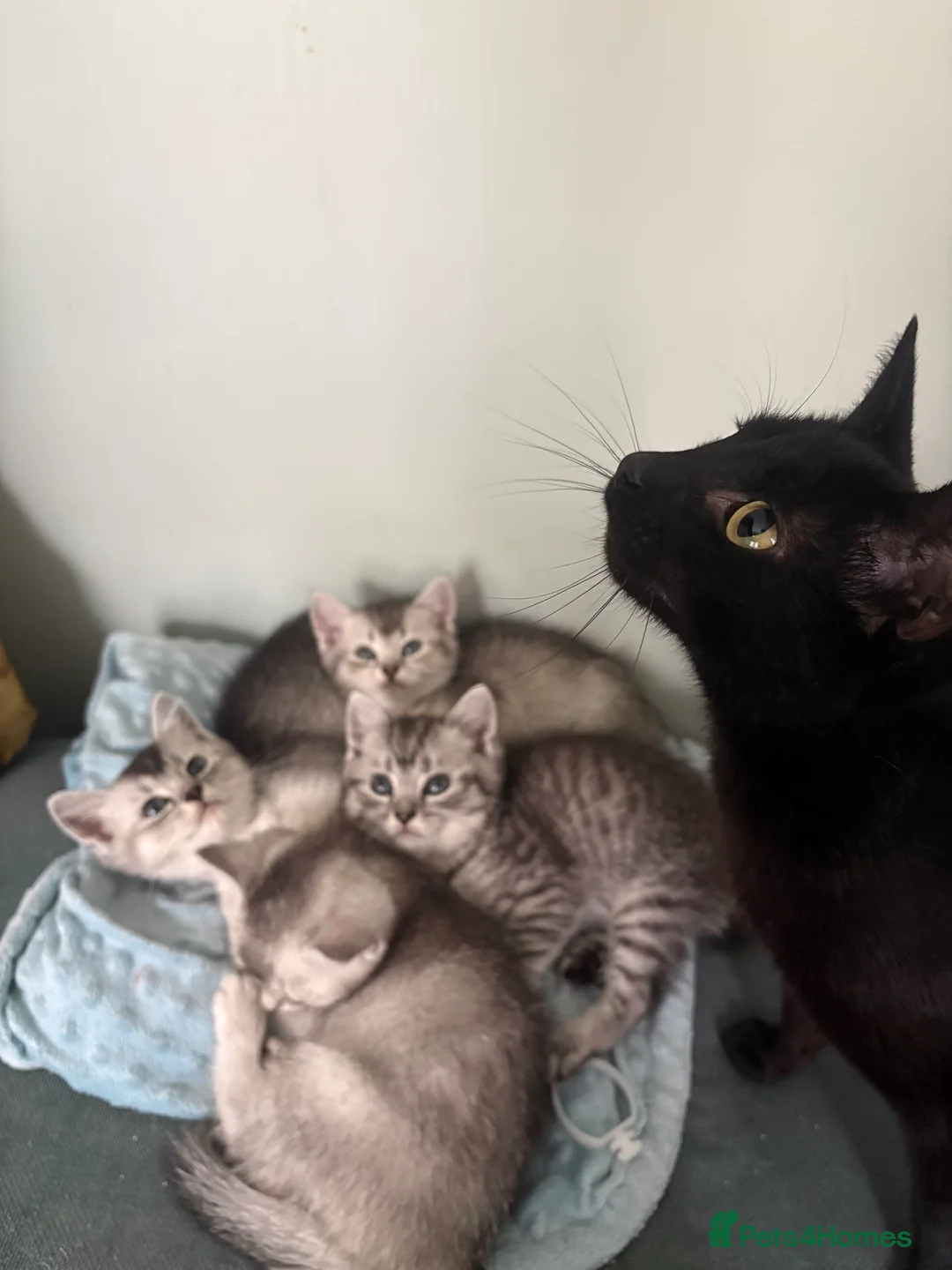 Mixed Breed cats for sale: 4 adorable grey and white kittens  - Advert 26