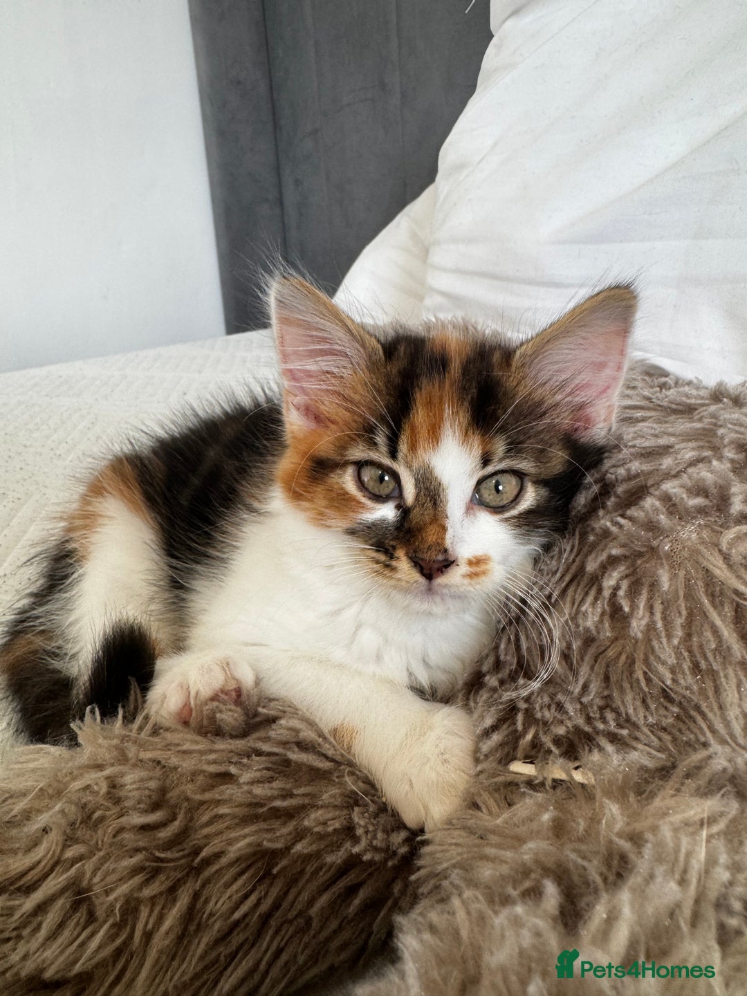 Mixed Breed cats for sale: female kittens. - Advert 16