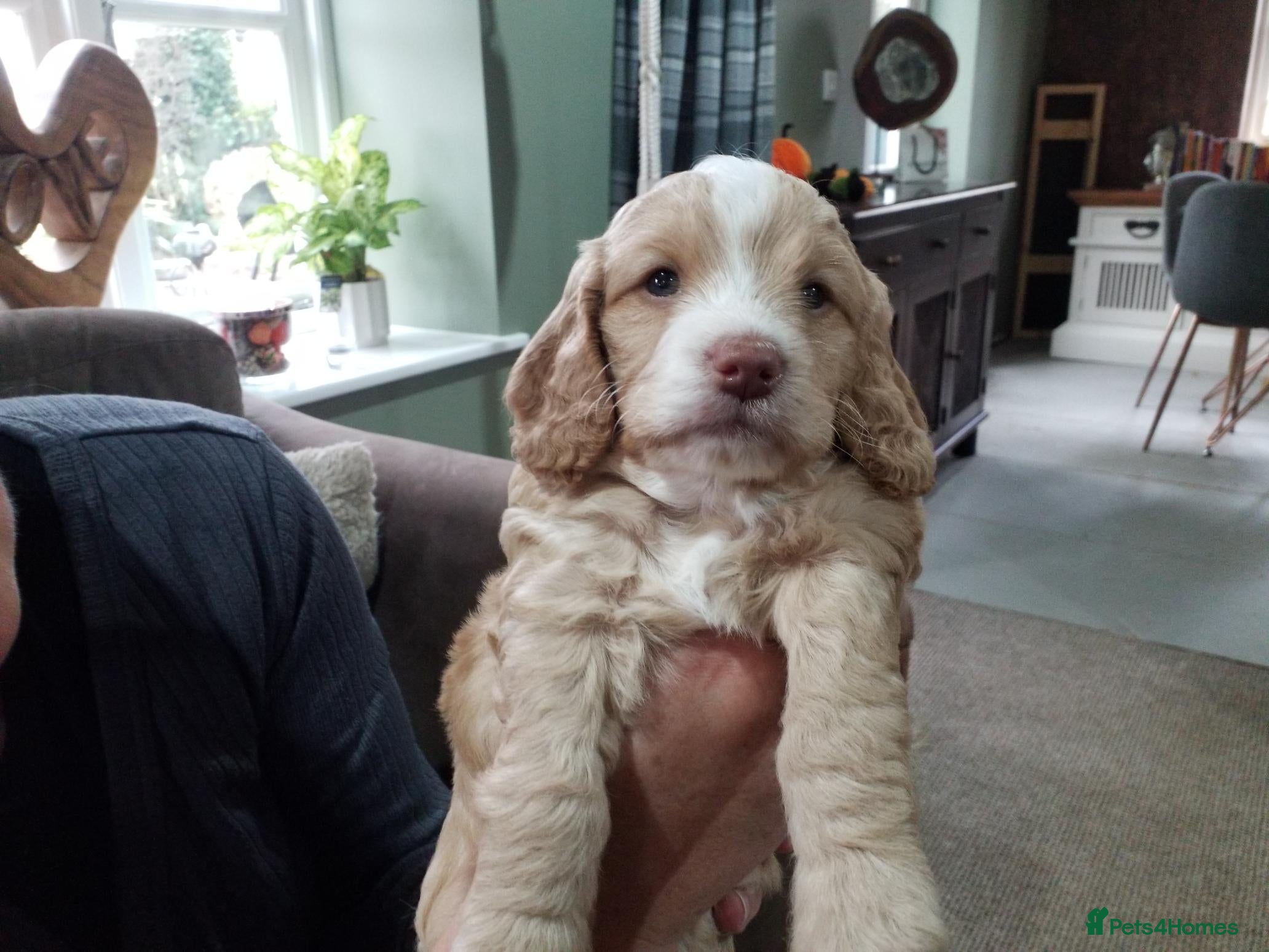 Cockapoo dogs 1 HEALTHY BOY LEFT F1B 5 STAR STUNNING COCKERPOOS  - Advert 12